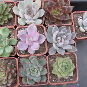 набір   Echeveria   10 рослин разом по 50 гр