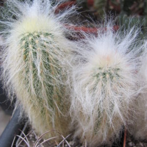 Espostoa    lanata