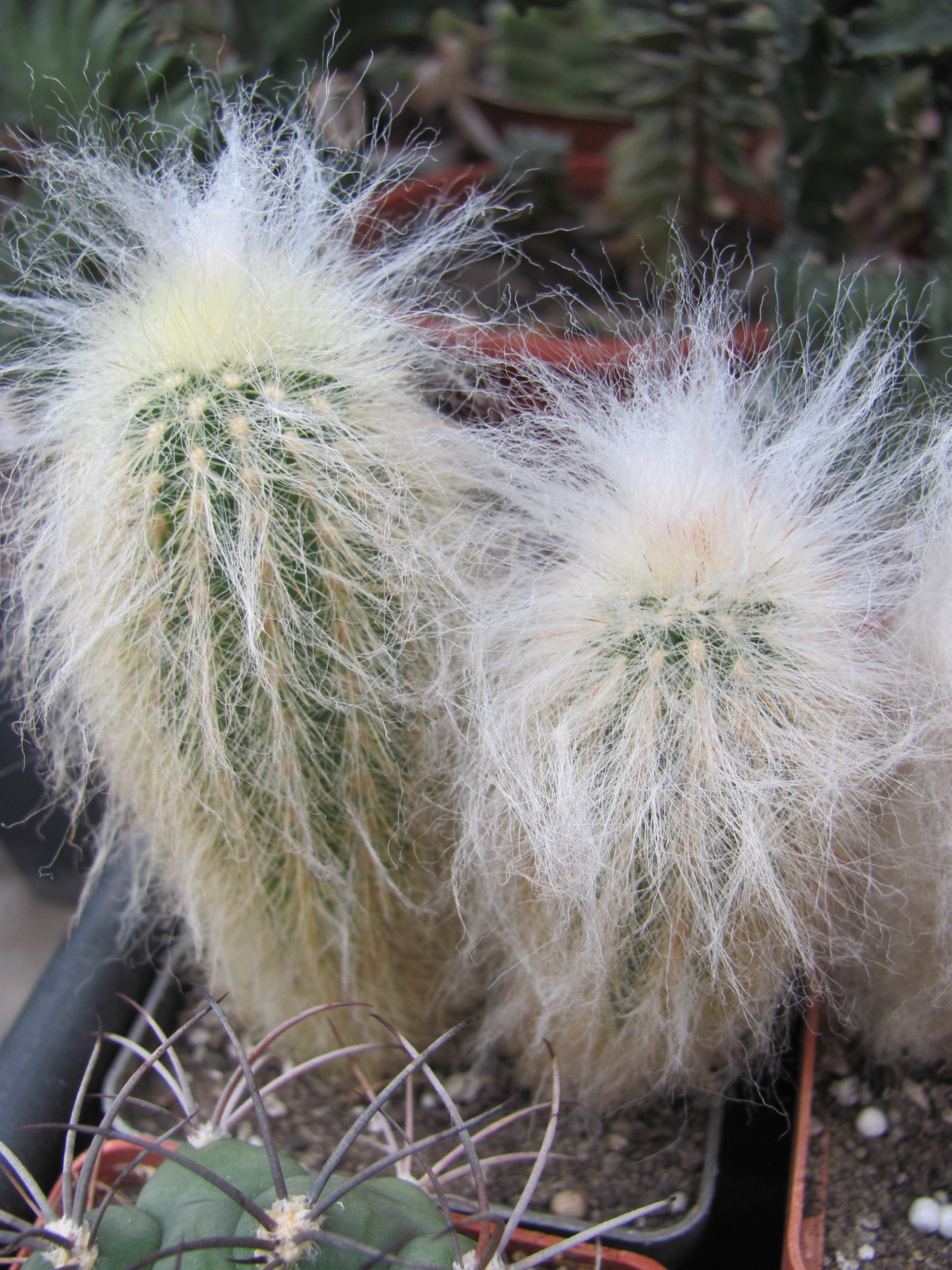 Espostoa    lanata