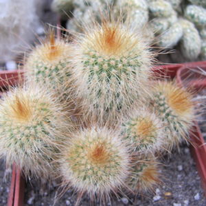 Eriocactus   leninghausii