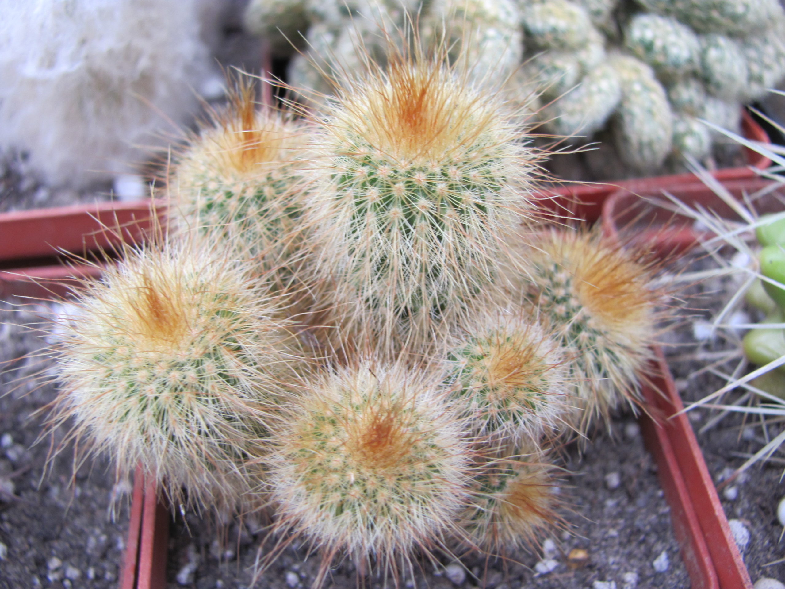 Eriocactus   leninghausii