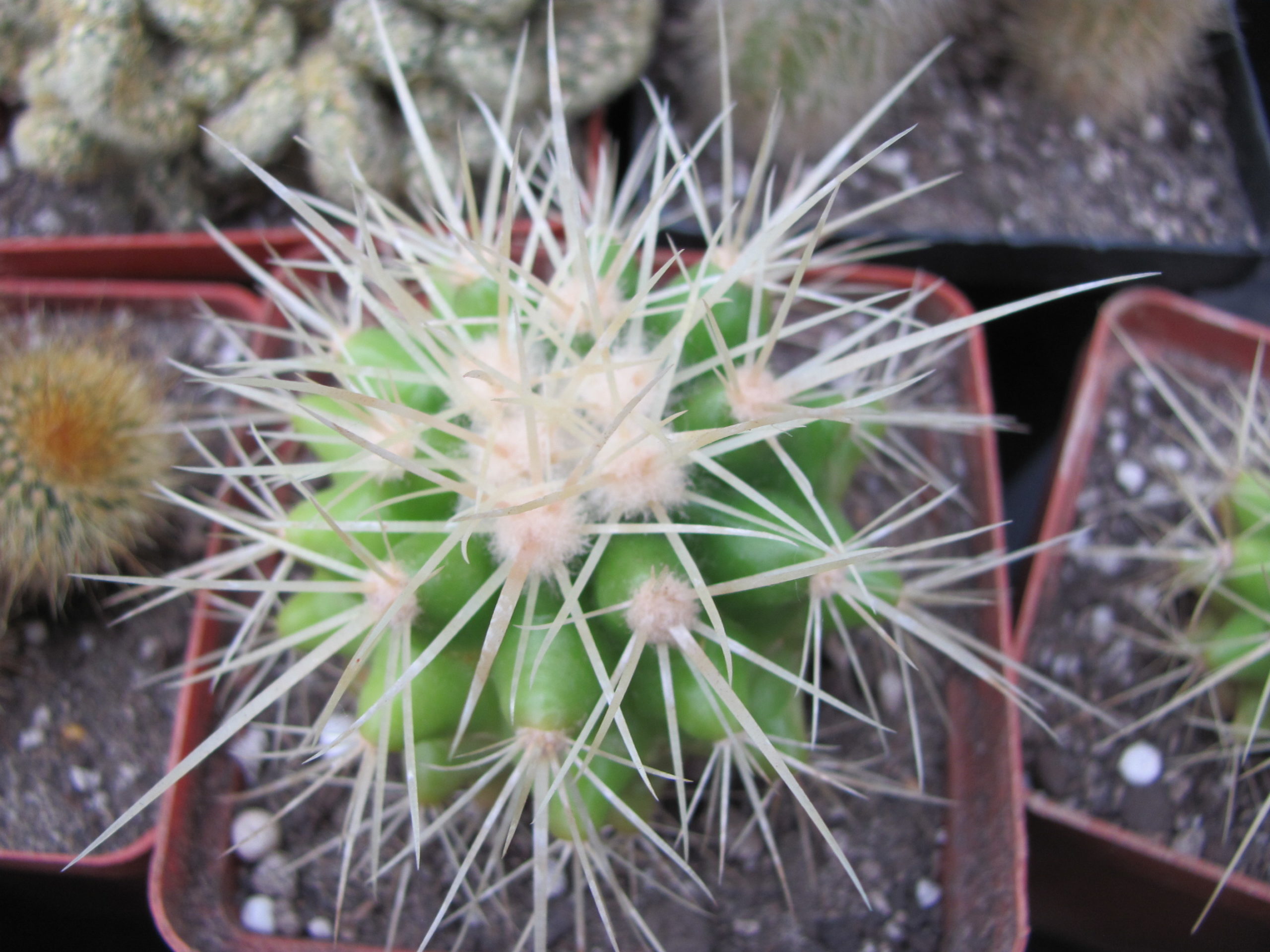 Echinocactus grusonii