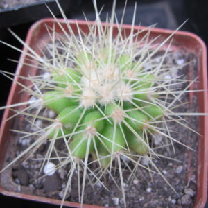 Echinocactus    grusonii