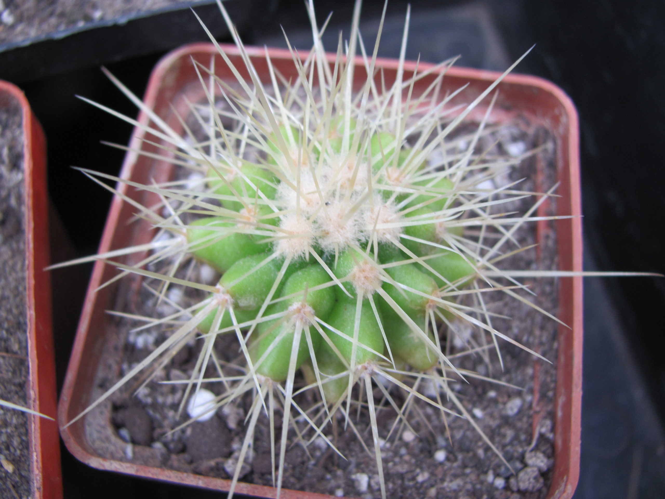 Echinocactus grusonii