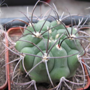 Gymnocalycium  saglione
