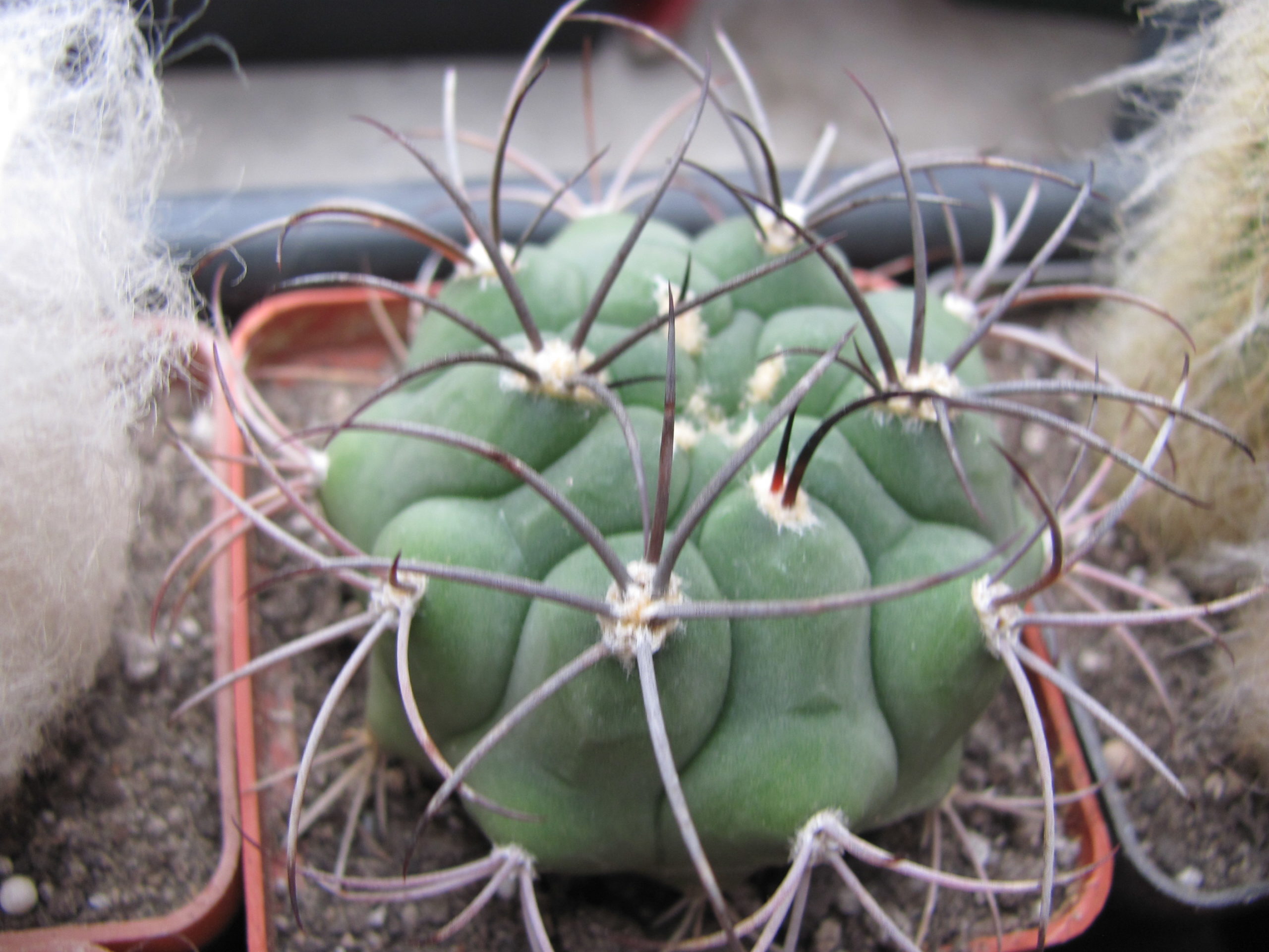 Gymnocalycium saglione