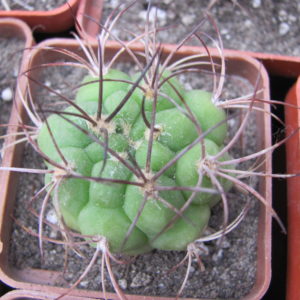 Gymnocalycium  saglione