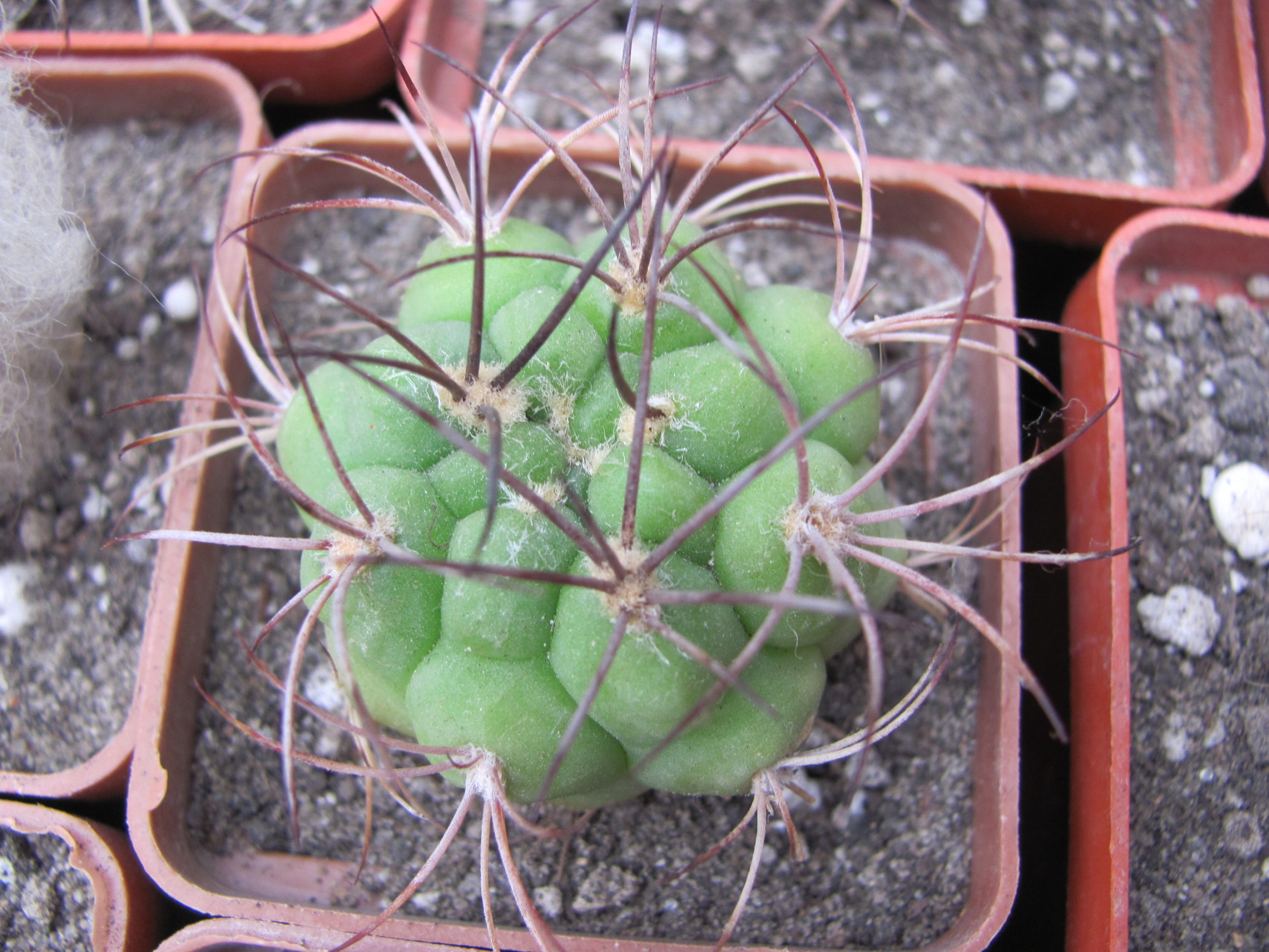 Gymnocalycium saglione