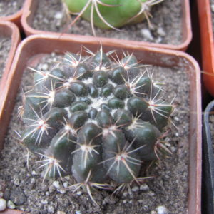 Notocactus    turecekianus