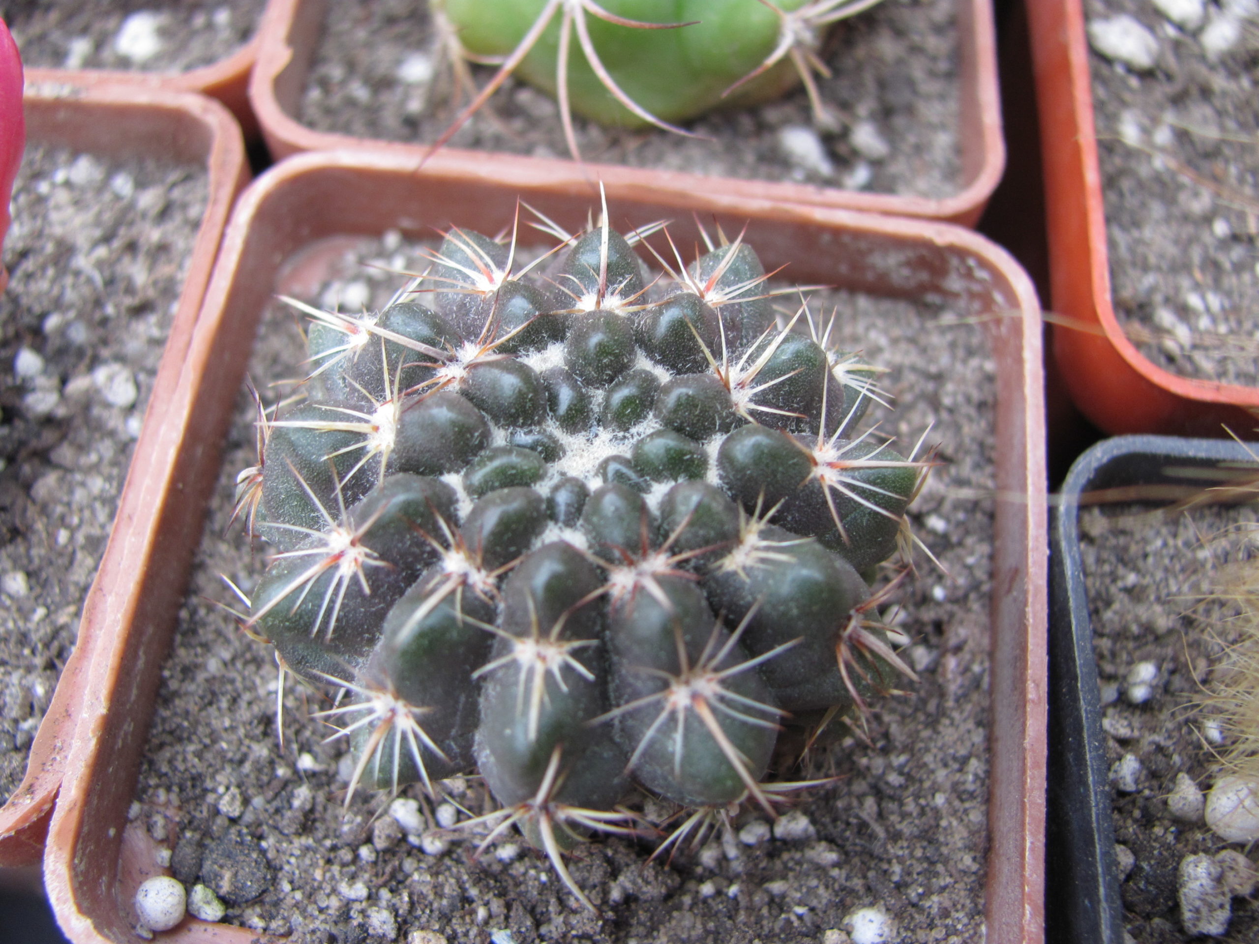 Notocactus    turecekianus