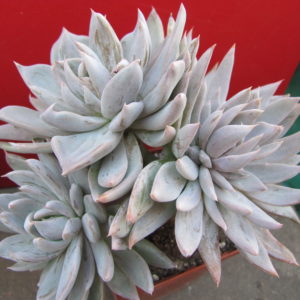 Echeveria   craigiaqna    Chihuahua