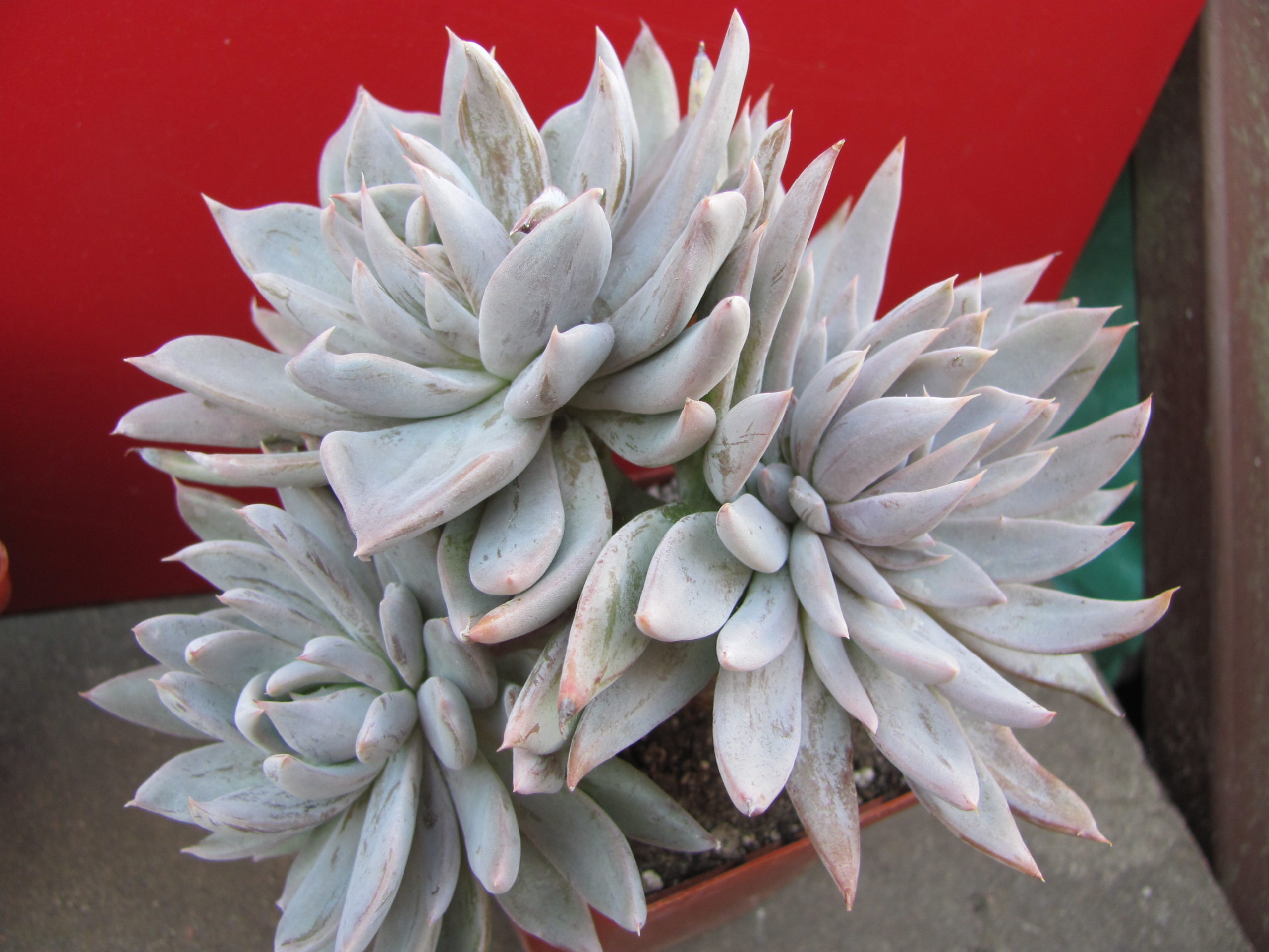 Echeveria   craigiaqna    Chihuahua