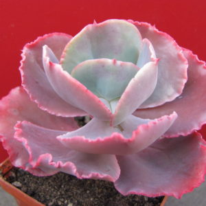 Echeveria  Zorro