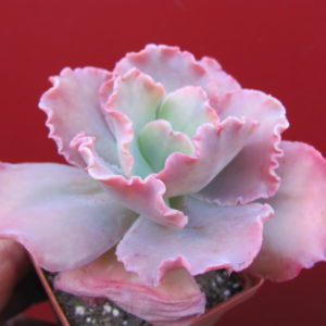 Echeveria   Aguarius  Red