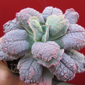 Echeveria    Linguas
