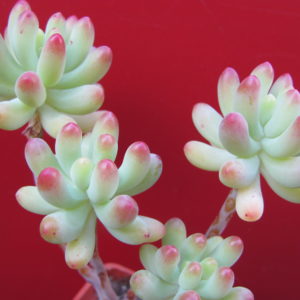 Sedum pachyphyllum