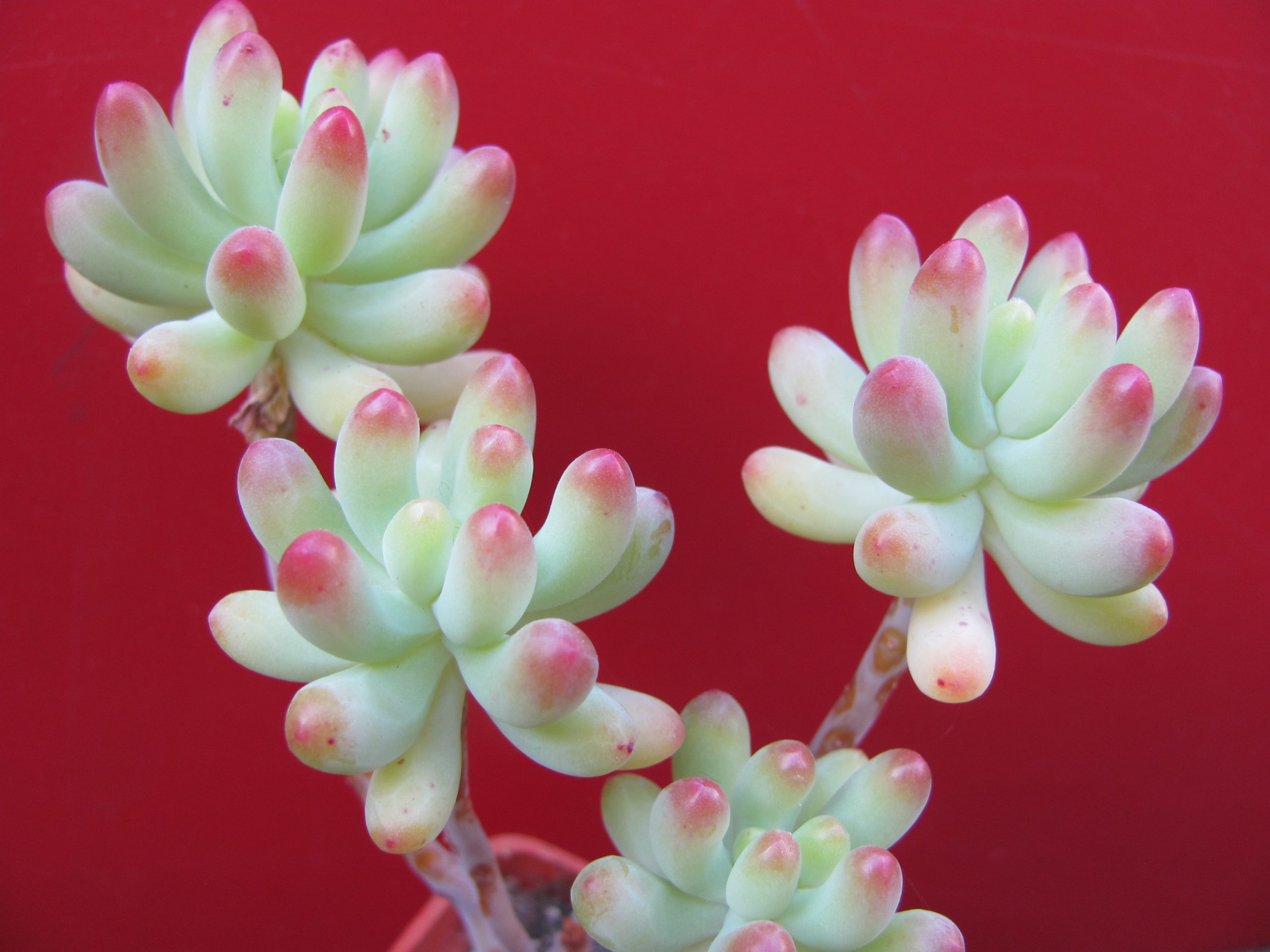 Sedum pachyphyllum