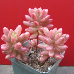 Sedum   Aurora