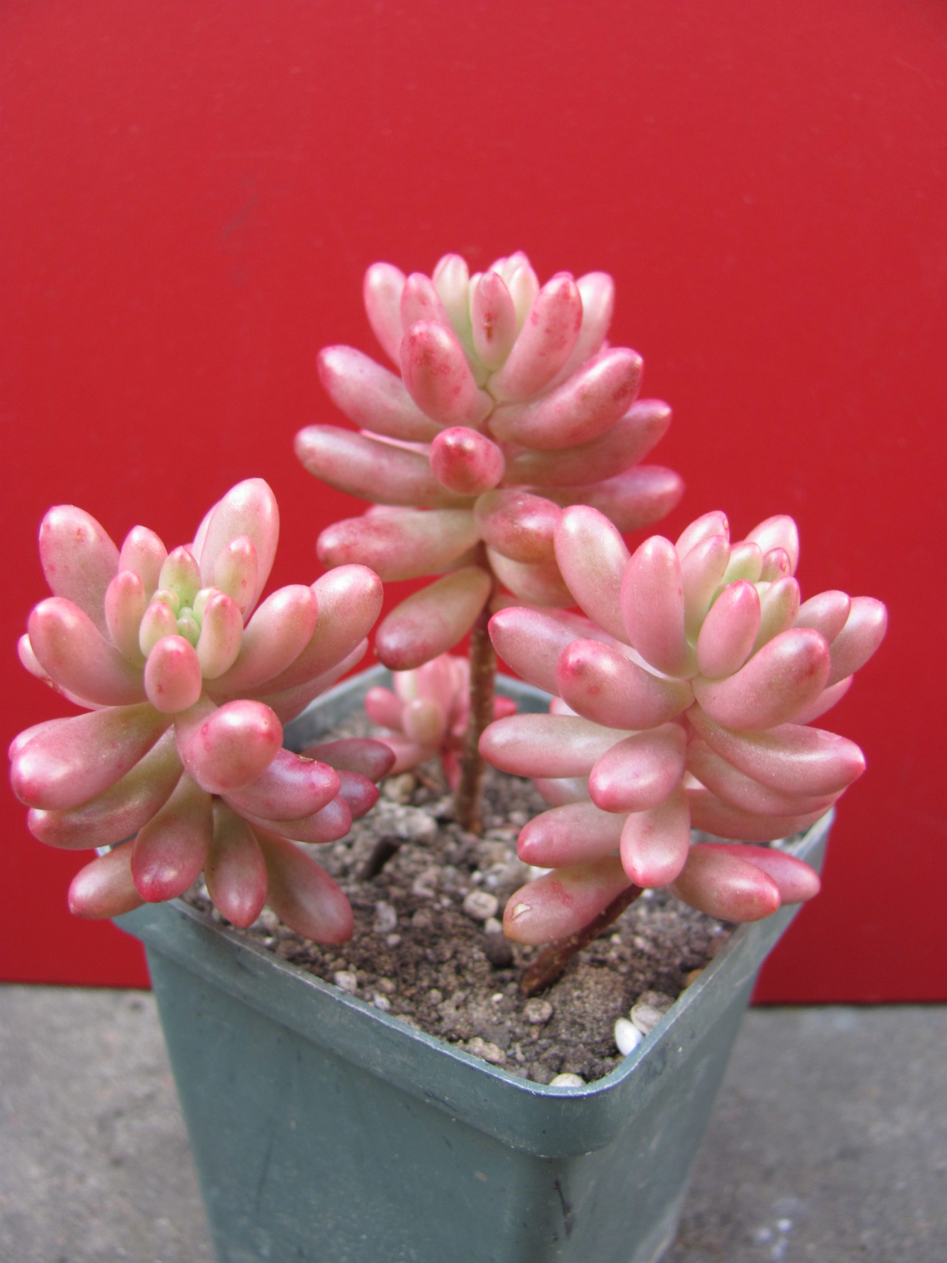Sedum   Aurora