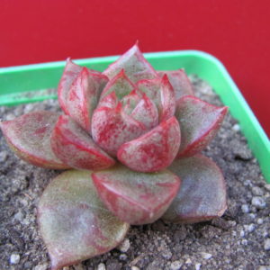 Echeveria    purpusorum    hybr.
