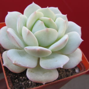 Echeveria   hybr.       ( hybrid   Lipskiy )