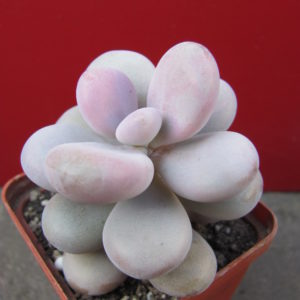 Pachyphytum   Pink