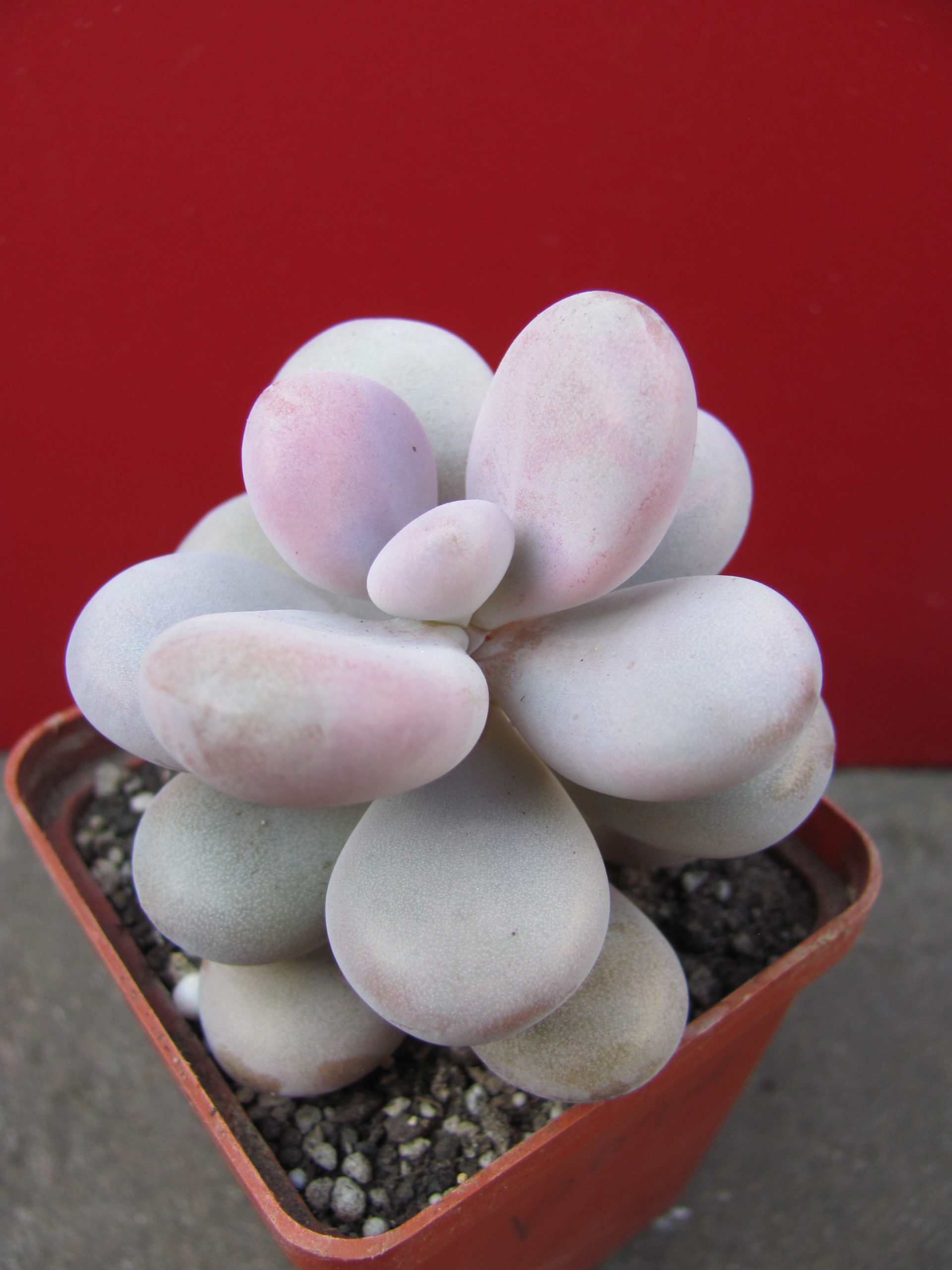 Pachyphytum   Pink