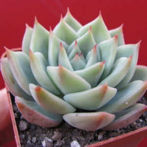 Echeveria   hybr.