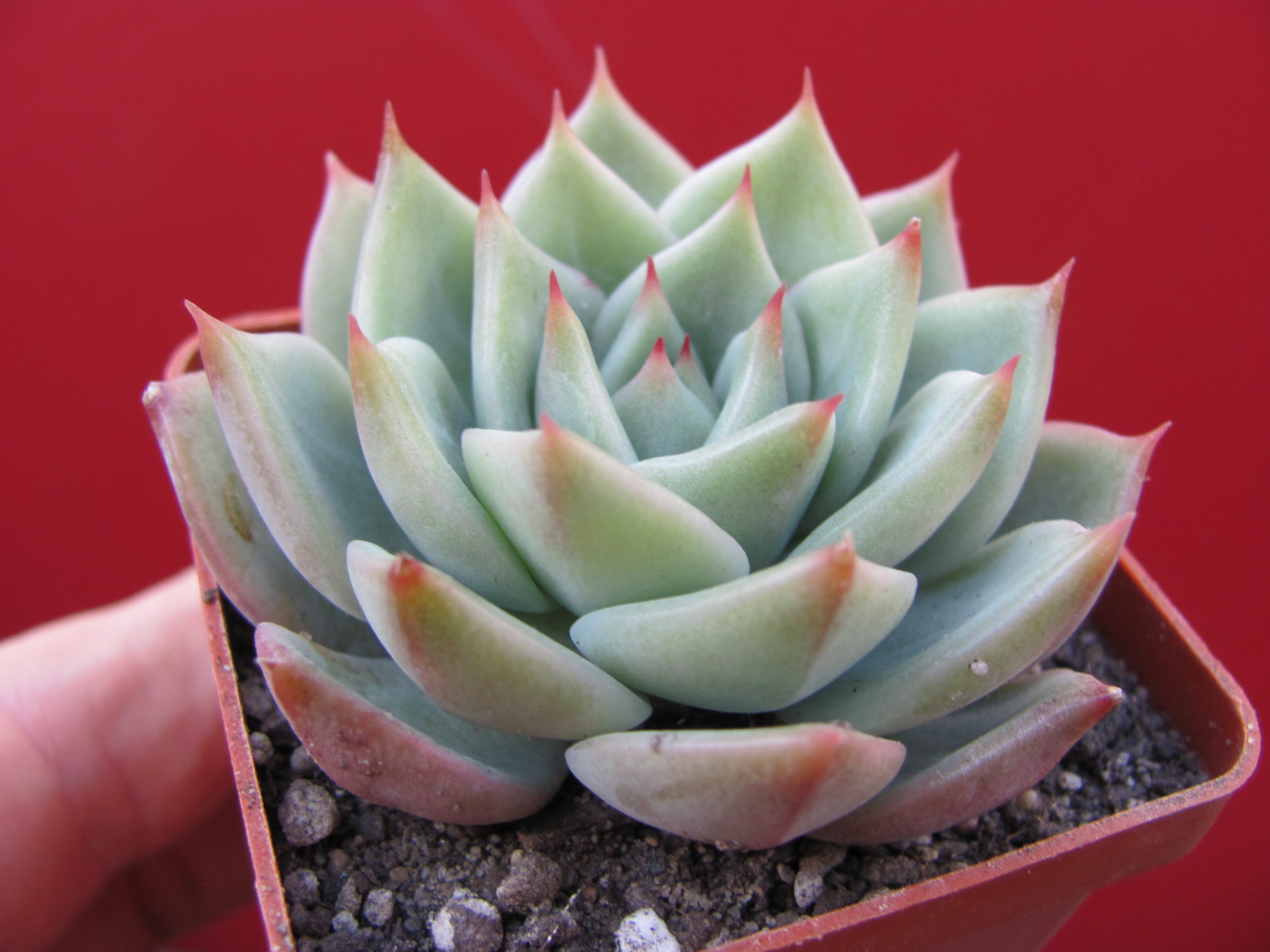 Echeveria   hybr.