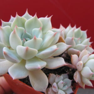 Echeveria     hybr.