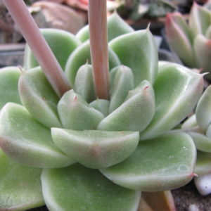 Echeveria   hybr.     #50     ( hybrid  Lipskiy )
