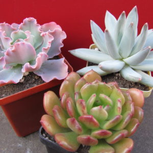 Echeveria    3 рослини разом