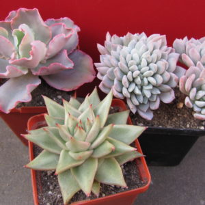 Echeveria   3 рослини разом