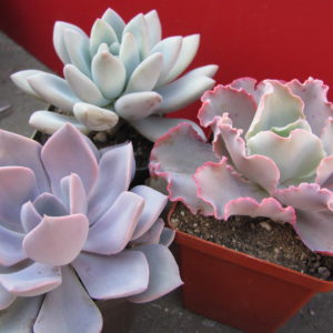 Echeveria     3 рослини разом