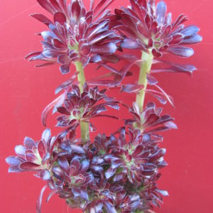 Aeonium   cristata