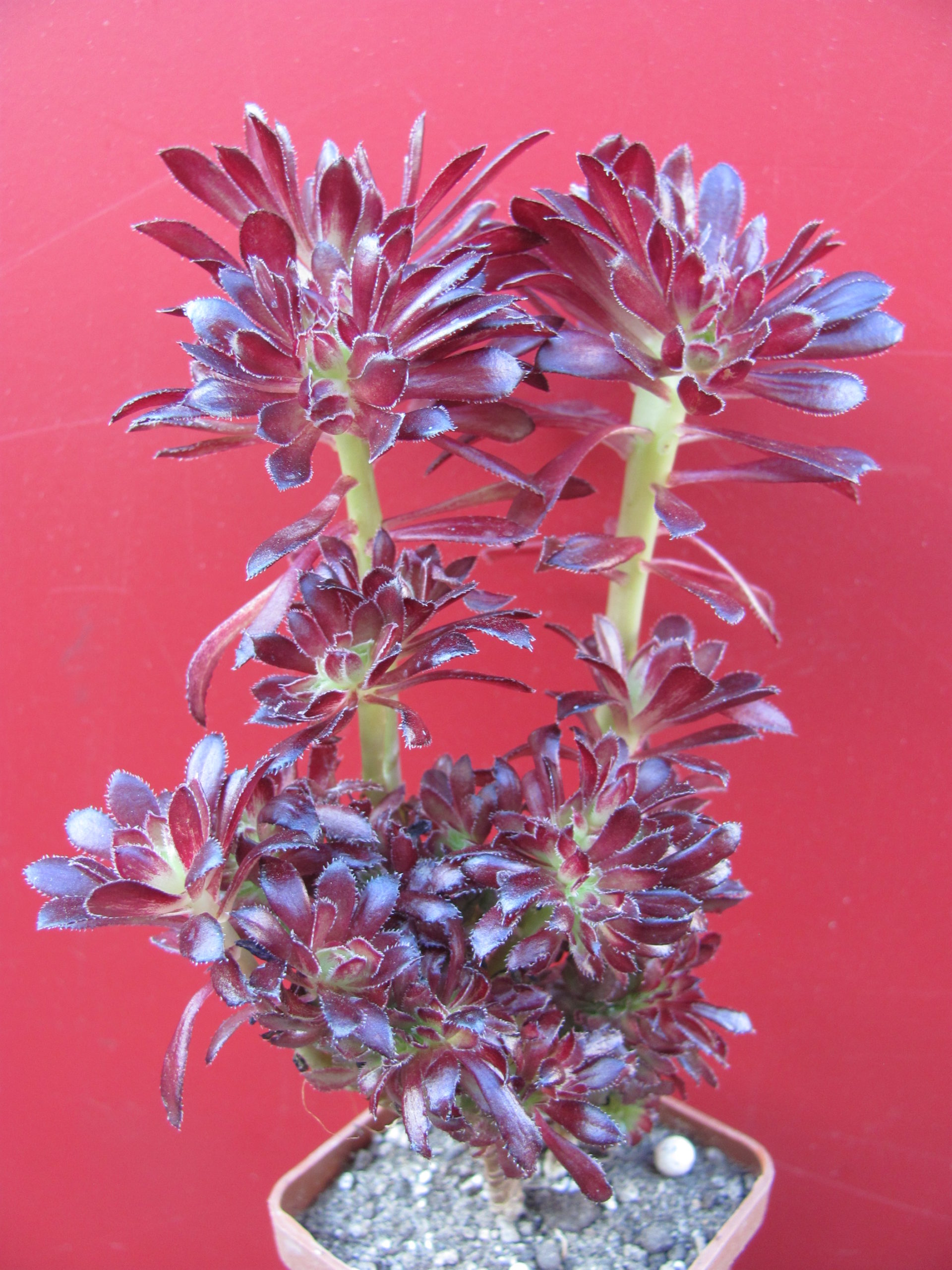 Aeonium   cristata