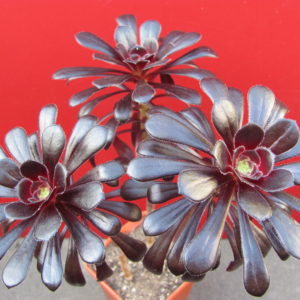 Aeonium   schwarzkopf     3 разом