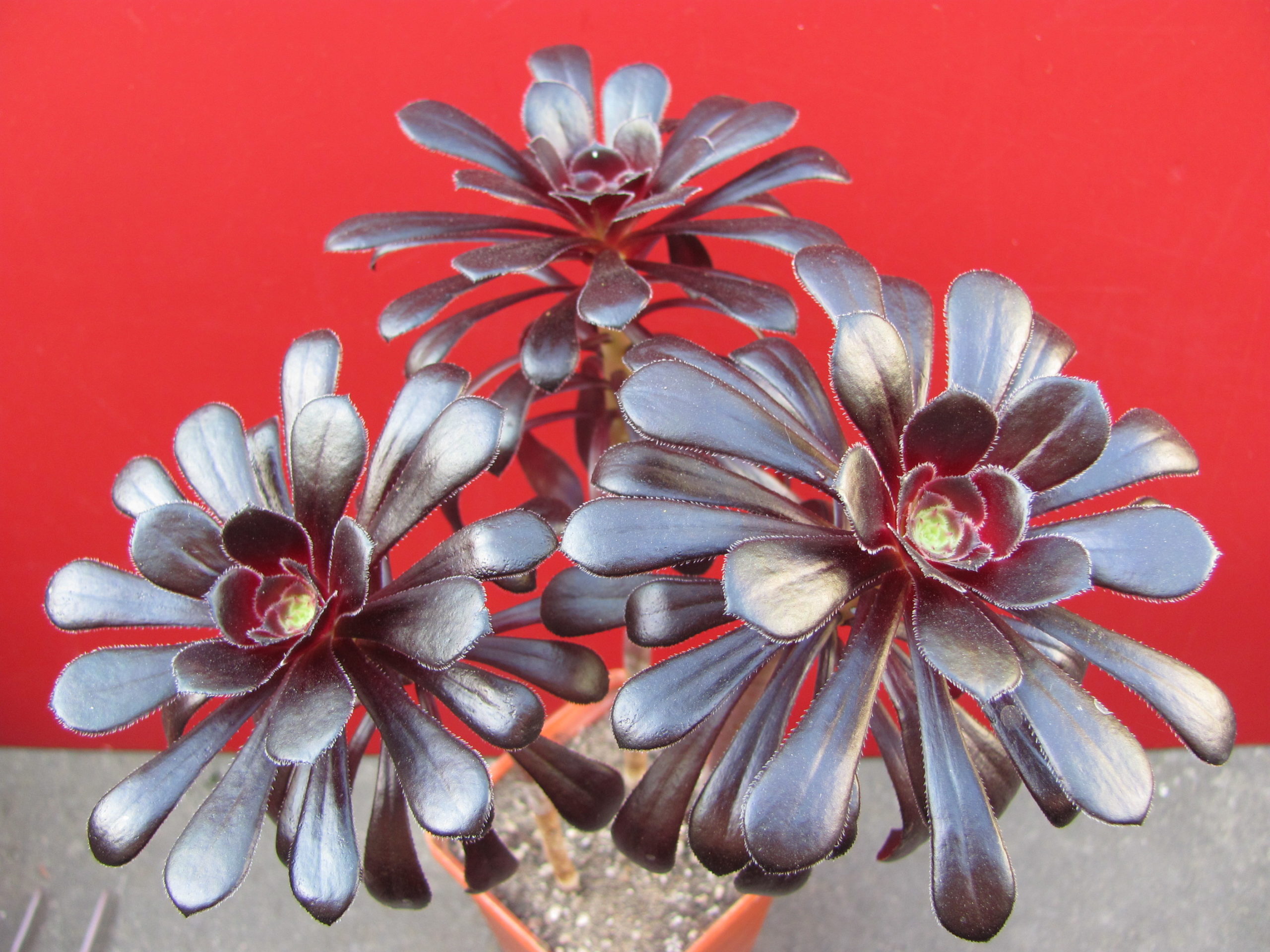 Aeonium   schwarzkopf     3 разом