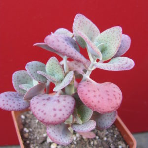 Crassula  cordata