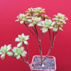 Aeonium   sedifolium