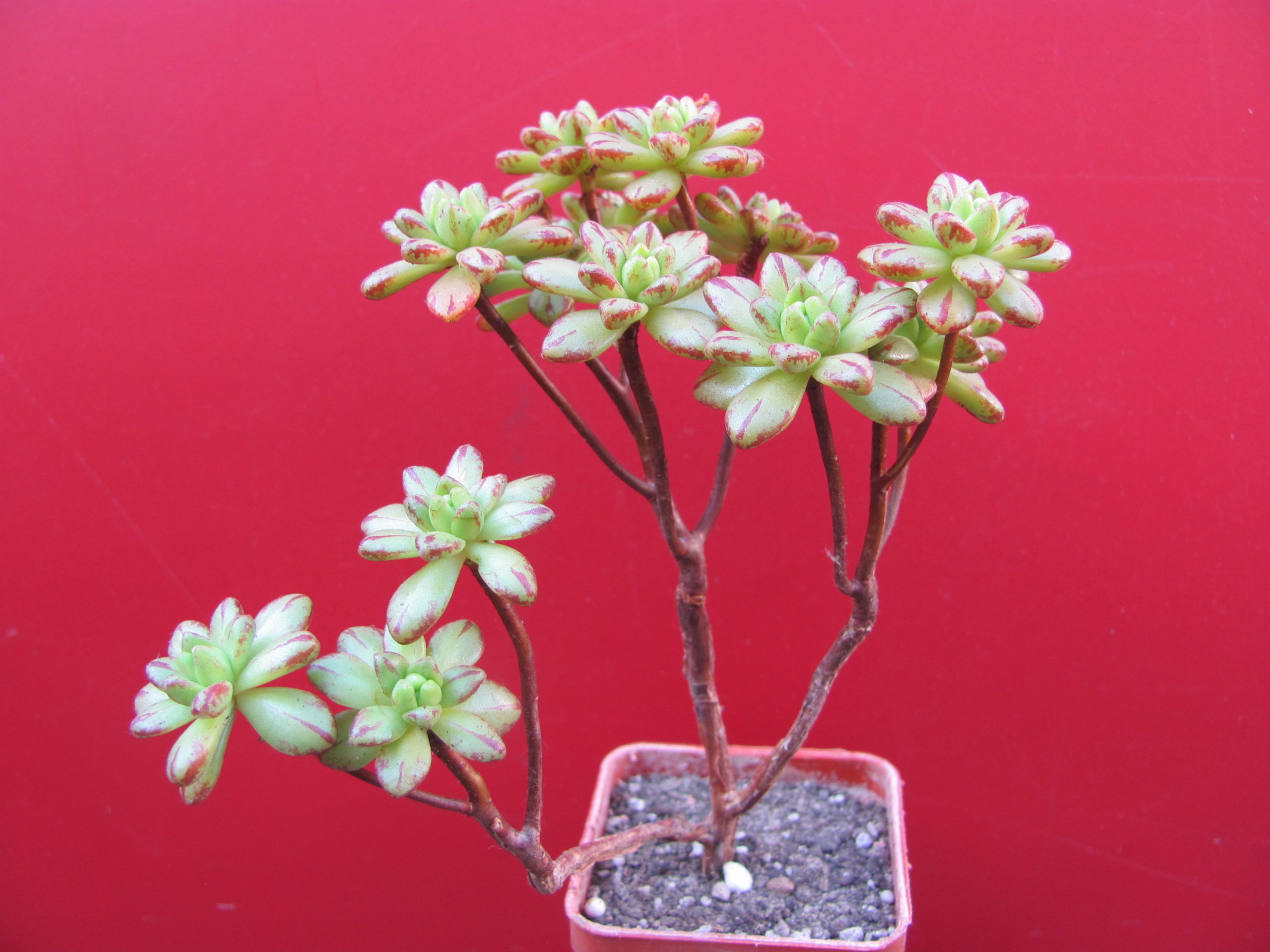 Aeonium   sedifolium