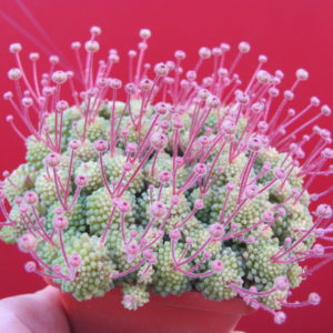 Monanthes   polyphylla