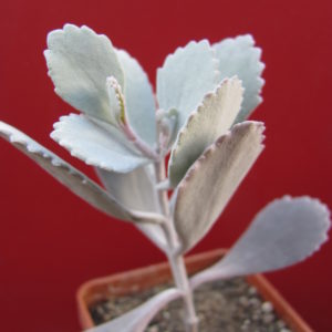 Kalanchoe
