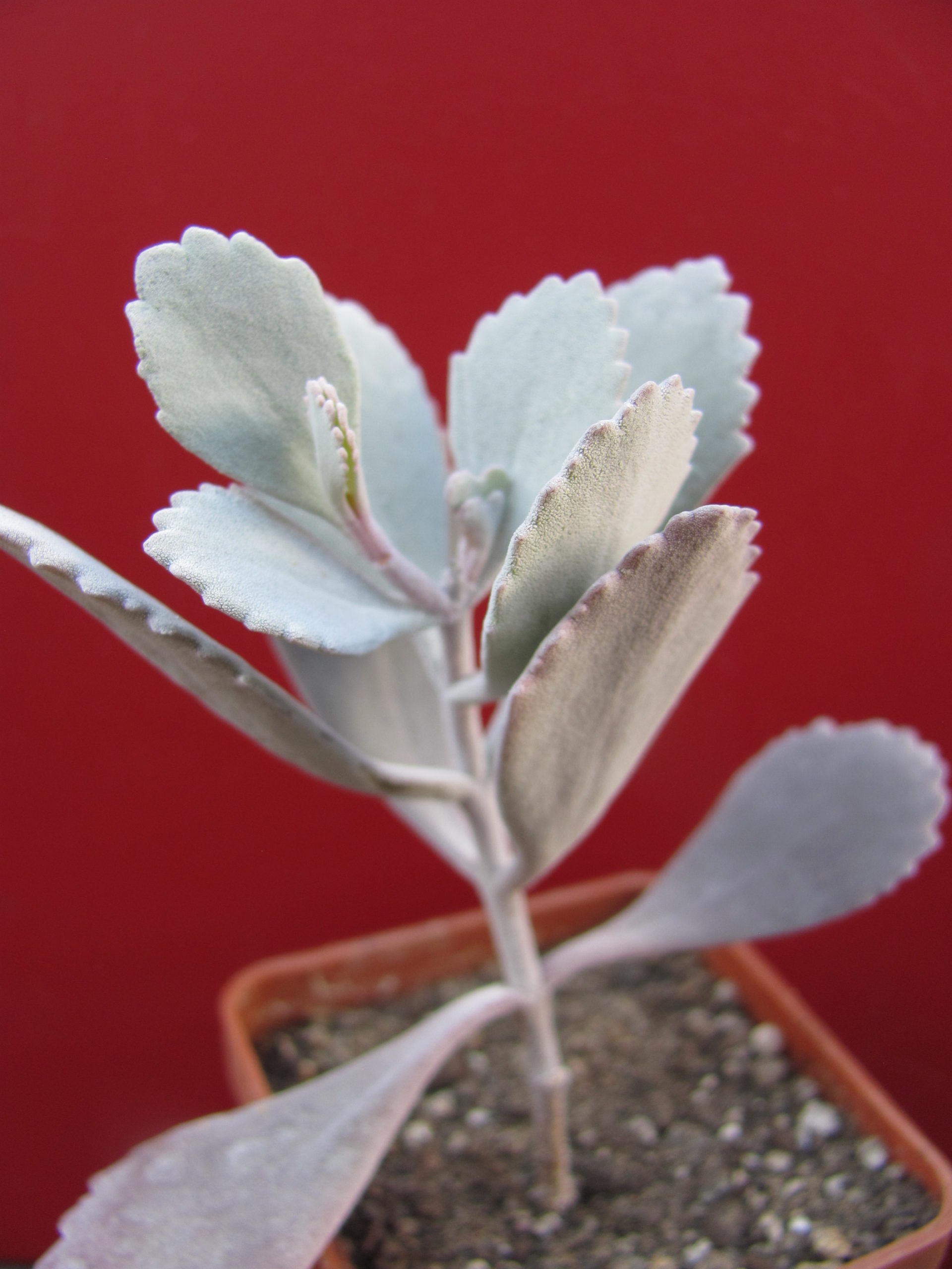 Kalanchoe
