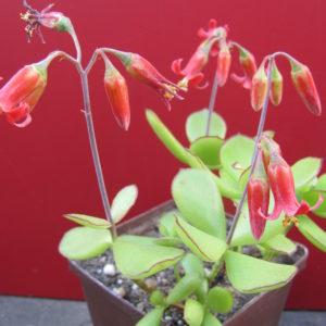 Cotyledon  elisae