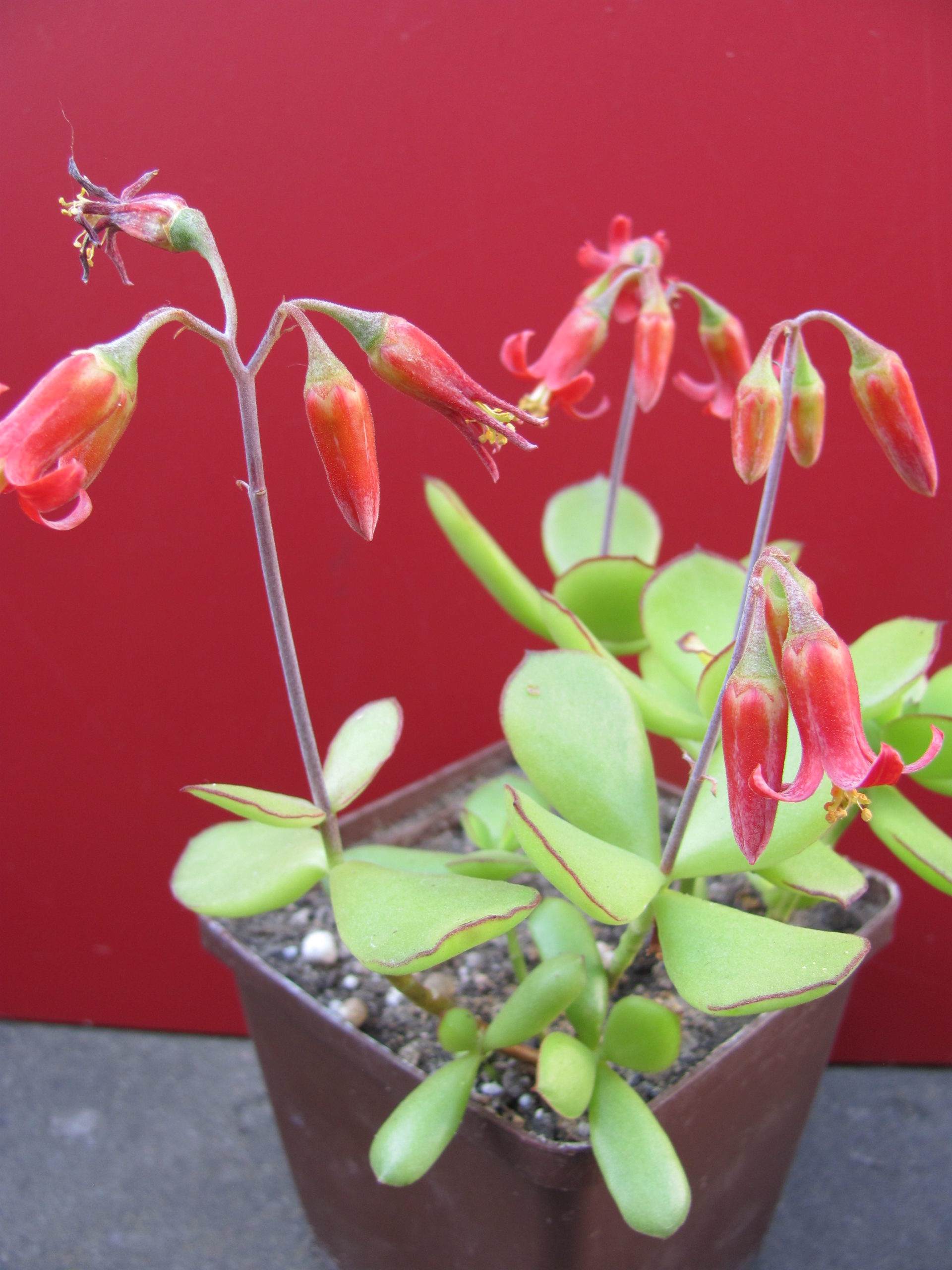 Cotyledon  elisae