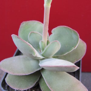 Crassula   cotyledonis