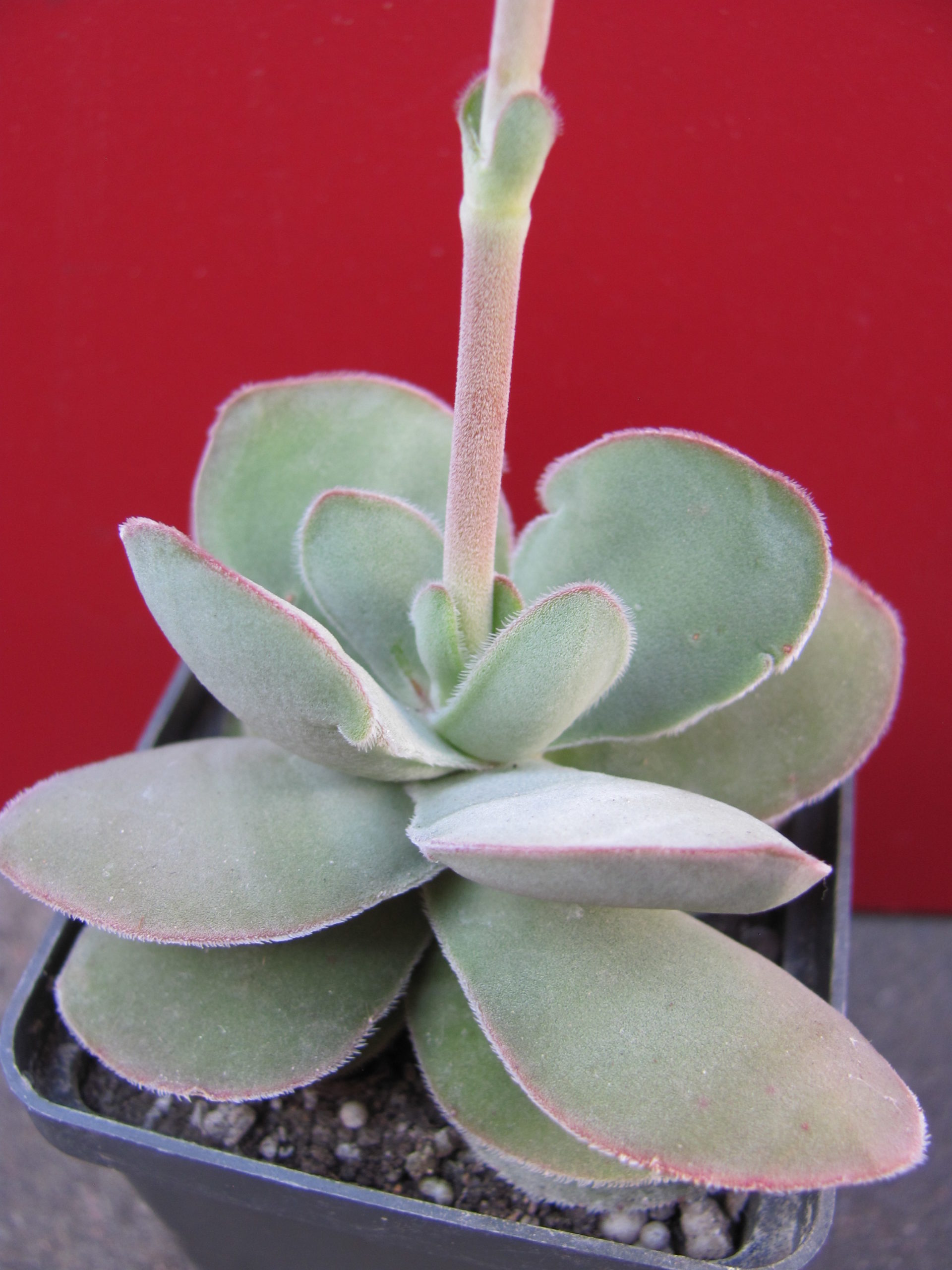 Crassula cotyledonis