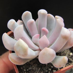 Echeveria Cupid