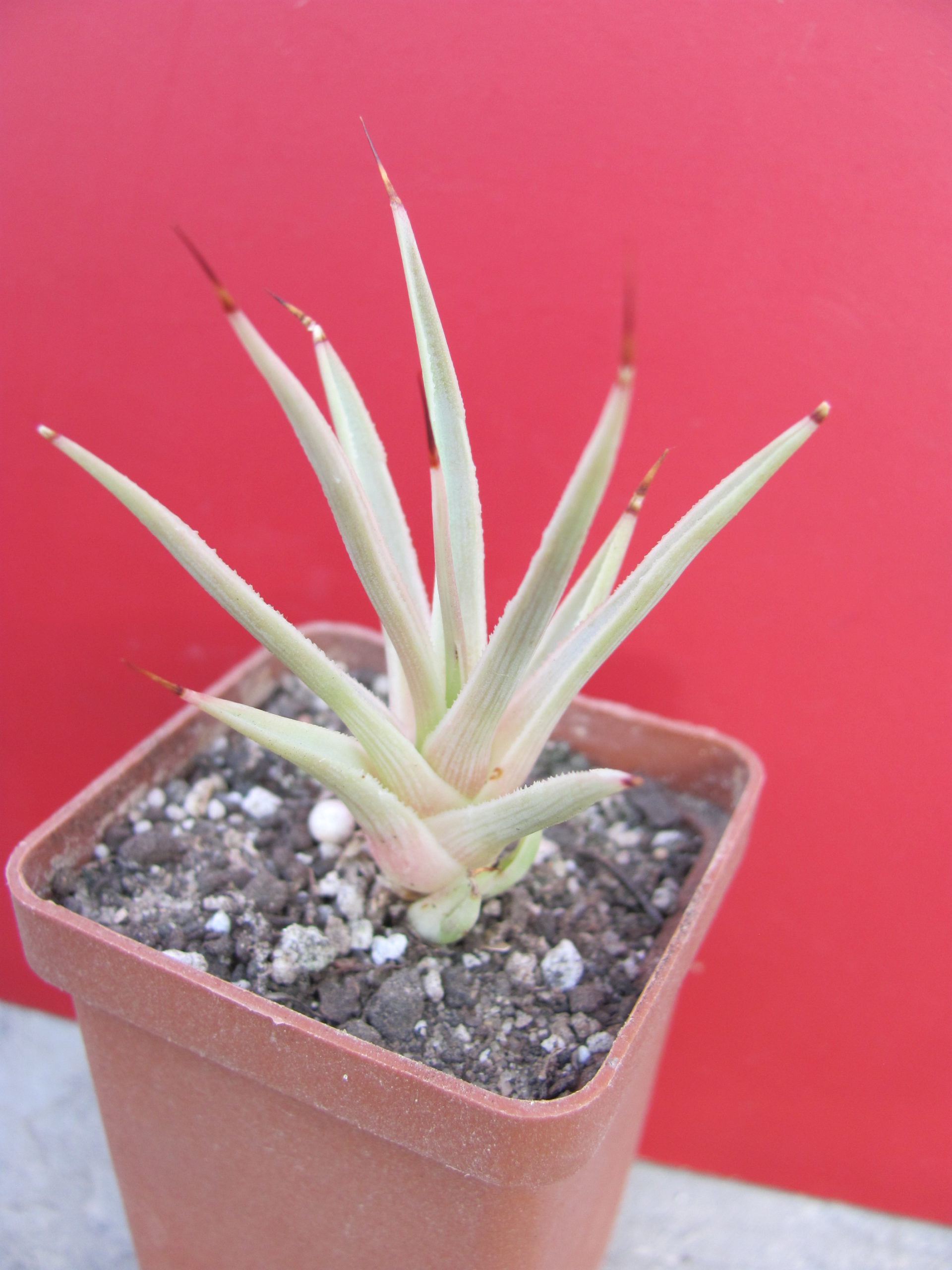 Agava stricta nana